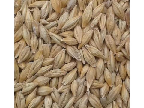 Frissen aratott árpa eladó Frissen aratott árpa eladó