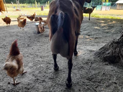 Alpesi, szánentáli kecskeállomány eladó Alpesi, szánentáli kecskeállomány eladó