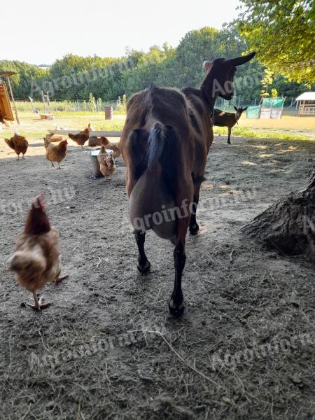 Alpesi, szánentáli kecskeállomány eladó