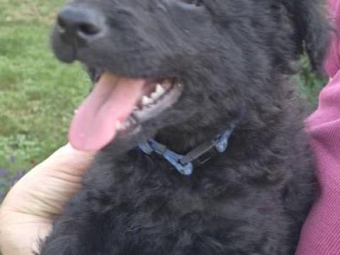 MUDI jellegű kiskutya MUDI jellegű kiskutya