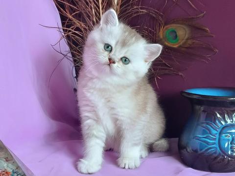 Brit kiscicák őszi születéssel előjegyezhetők Brit kiscicák őszi születéssel előjegyezhetők