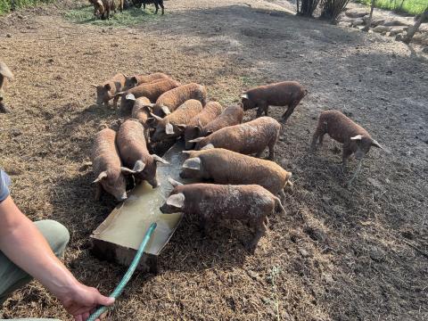 7000 Sárbogárd 7000 Sárbogárd