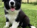 Border collie kiskutya