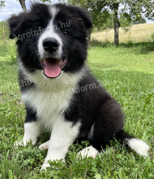 Border collie kiskutya