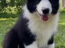 Border collie kiskutya