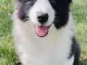 Border collie kiskutya