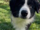 Border collie kiskutya