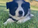 Border collie kiskutya