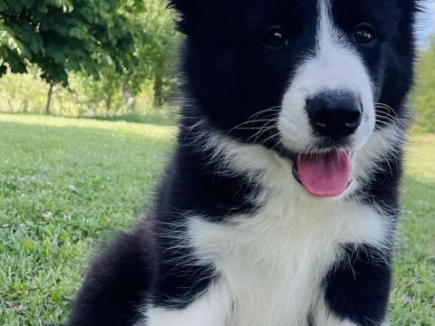 Törzskönyves border collie kan kiskutyák Törzskönyves border collie kan kiskutyák
