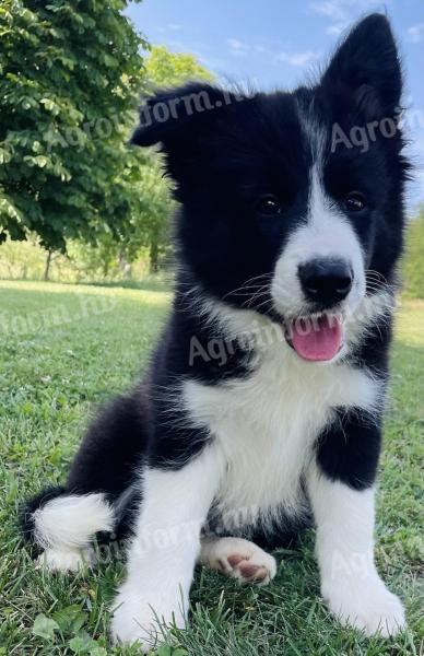 Törzskönyves border collie kan kiskutyák