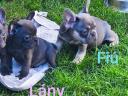 Francia bulldog fajtajellegű
