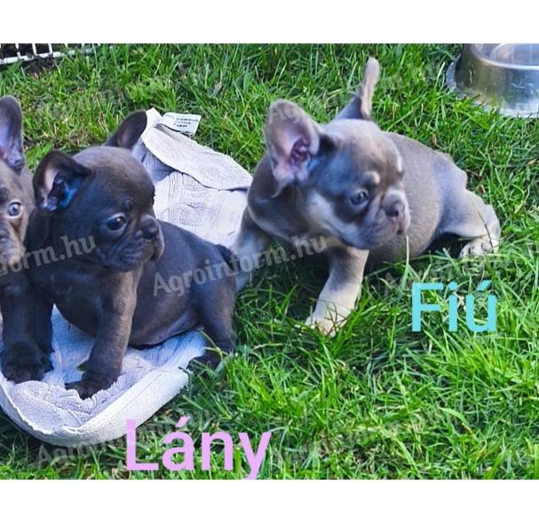 Francia bulldog fajtajellegű