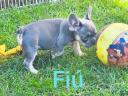 Francia bulldog fajtajellegű