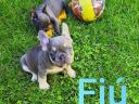 Francia bulldog fajtajellegű