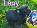 Francia bulldog fajtajellegű