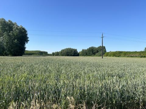 Tritikálé eladó Tritikálé eladó