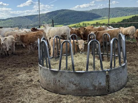 200–380 kg szarvasmarhák felvásárlása 200–380 kg szarvasmarhák felvásárlása