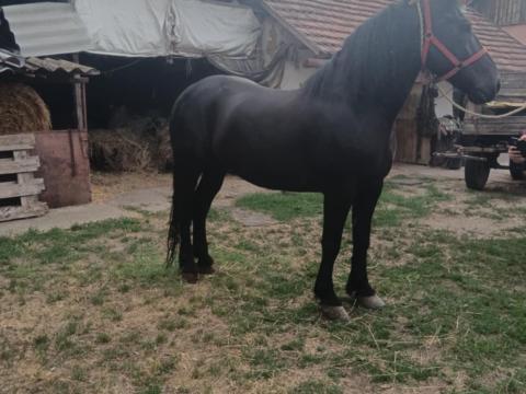 Eladó a képen látható ló Eladó a képen látható ló