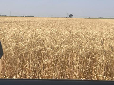 Takarmánybúza eladó Takarmánybúza eladó