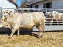 Charolais tenyészbikák eladók