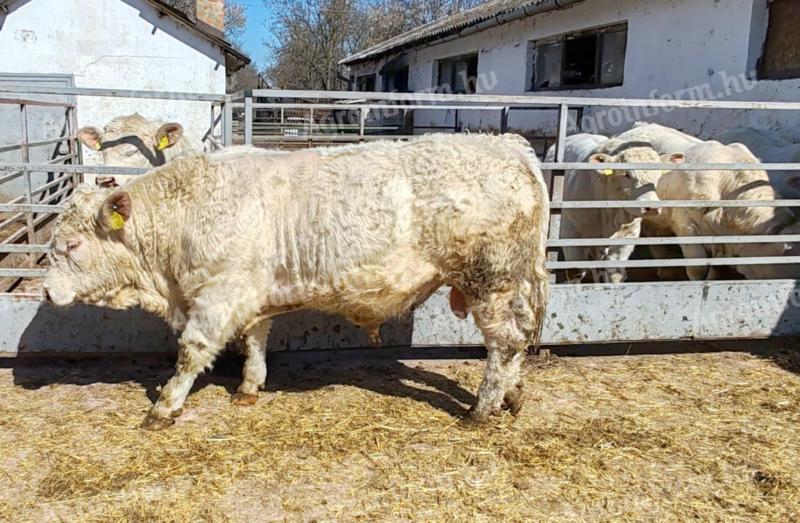 Charolais tenyészbikák eladók