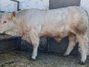 Charolais tenyészbikák eladók