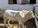 Charolais tenyészbikák eladók
