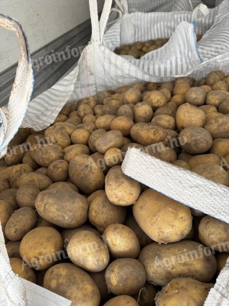 Burgonya