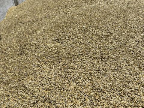 Tavaszi zab Tavaszi zab