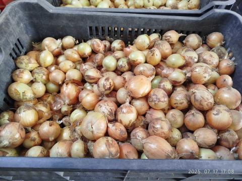 Vöröshagyma Vöröshagyma