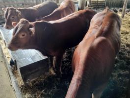 Limousin bika üsző