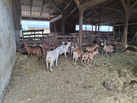 Eladó kecskegidák Eladó kecskegidák