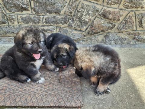 Kaukázusi juhász jellegű kiskutyák Kaukázusi juhász jellegű kiskutyák