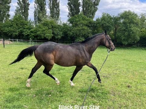 Angol telivér kanca Angol telivér kanca