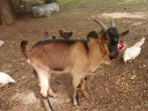 Bak kecskék Bak kecskék