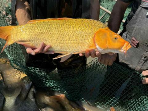 Ponty, Koi ponty Ponty, Koi ponty