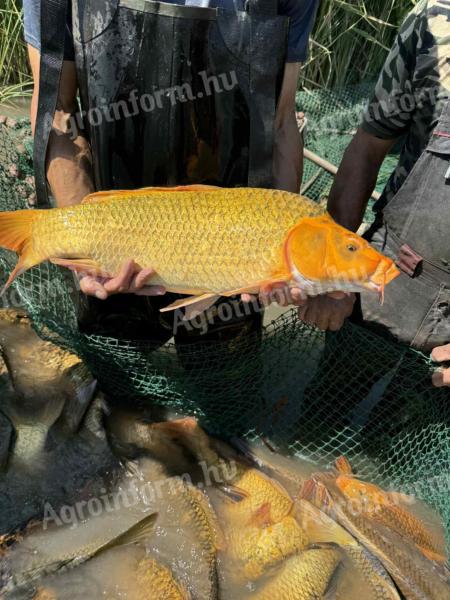 Ponty, Koi ponty