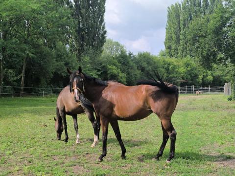 Angol telivér kanca Angol telivér kanca
