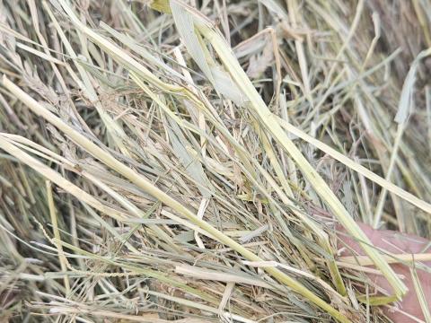 Rétiszéna Rétiszéna