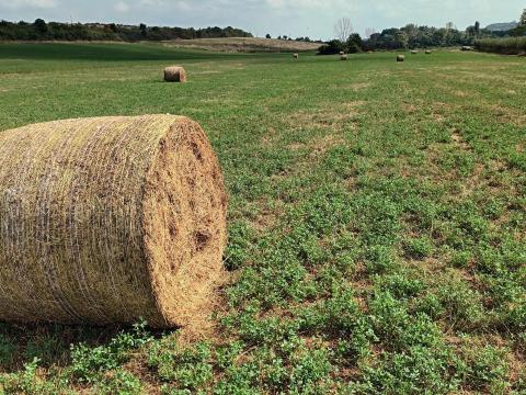 Füves lucerna Füves lucerna