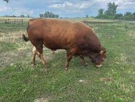6 éves limousin tenyészbika