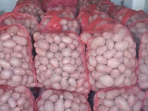 Burgonya, krumpli nagy mennyiségben termelőtől eladó Burgonya, krumpli nagy mennyiségben termelőtől eladó