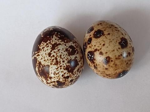 Fürjtojás Fürjtojás