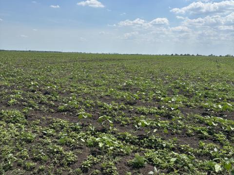 Eladó szántóföld Eladó szántóföld