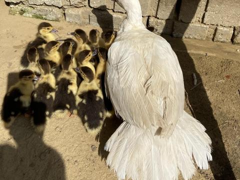 Egy hetes néma kacsa eladó Egy hetes néma kacsa eladó