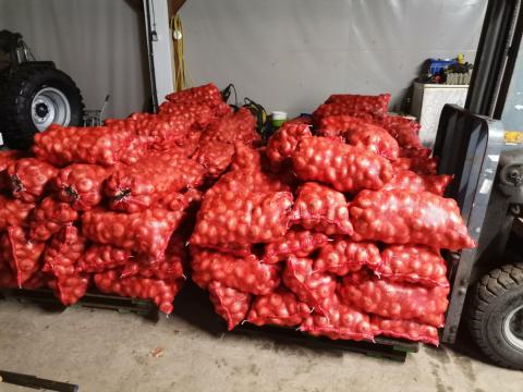 Vöröshagyma Vöröshagyma