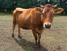 Jersey üsző bikaborjúval