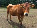 Jersey x limousin üsző, limousin bikaborjúval