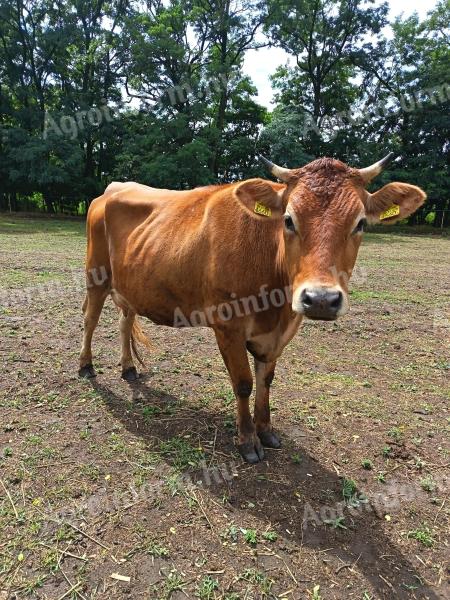 Jersey x limousin üsző, limousin bikaborjúval