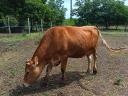 Jersey x limousin üsző, limousin bikaborjúval
